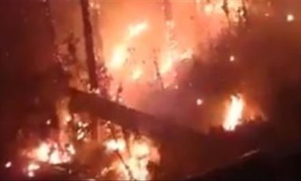 عاجل | حريق ضخم يلتهم الاشجار بجوار فندق شيراتون القاهرة